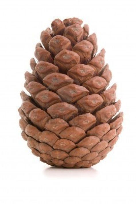 Great fir cone. Isolated on white background. Stock Photo Fir Cones, Geometry In Nature, Leaf Crafts, Still Life Drawing, Painting Lessons, Naive Art, Photo Images, Pine Cone, Painting Tips