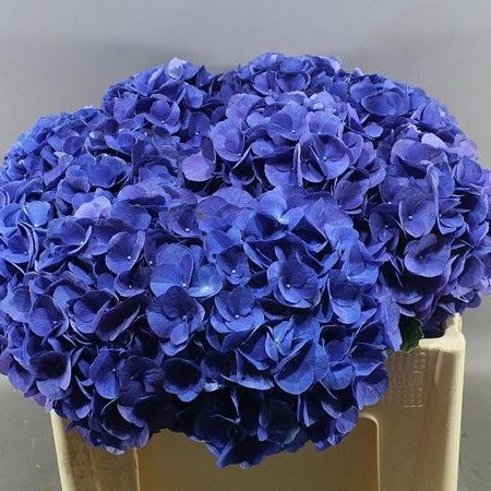 Dark Blue Hydrangea Bouquet, Wedding Cake Dark Blue, Blue Hydrangea Bridal Bouquet, Dark Blue Wedding Theme, Purple Hydrangea Wedding, Dark Blue Hydrangea, Blue Hydrangea Bouquet, Hydrangea Bridal Bouquet, Nice Scenery