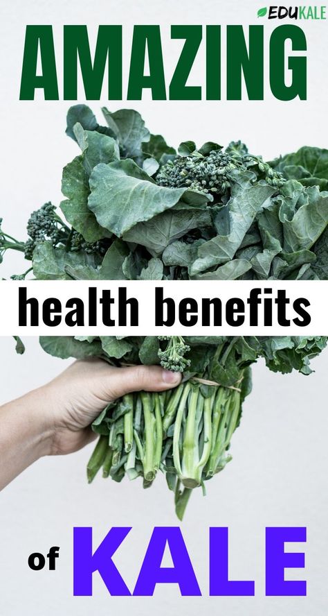 Do you know all of the reasons why kale is excellent for your health? Learn about all the health benefits of kale, along with kale recipes, kale benefits, why kale is healthy... There are many ways to eat kale: kale salad, kale chips, kale on its own... Read on to find out the vitamins, minerals, antioxidants, and nutrients in this kale superfood.  #kale Ways To Eat Kale, Kale Recipes Healthy Clean Eating, Health Benefits Of Kale, Kale Benefits, Kale Recipes Healthy, Benefits Of Kale, Recipes Kale, Kale Kale, Kale Benefits Health