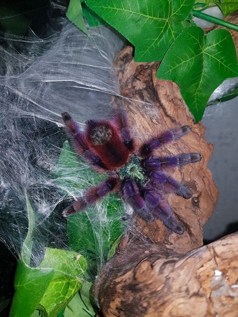 Antilles Pink Toe Tarantula, Caribena Versicolor Tarantula, Arboreal Tarantula Enclosure, Tarantula Terrarium, Arboreal Tarantula, Tarantula Enclosure, Dangerous Spiders, Pet Tarantula, Pill Bug