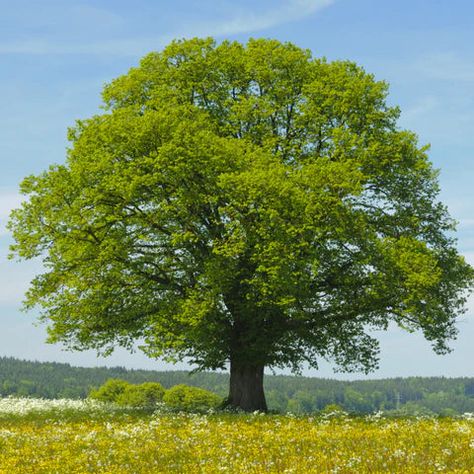 Caring for Your Littleleaf Linden (Tilia cordata): Tips for a Healthy Chinese Pistache Tree, Tilia Cordata, Hazelnut Tree, Linden Tree, Street Trees, Fast Growing Trees, Attract Pollinators, Ornamental Trees, Attract Butterflies