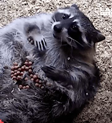 3 Raccoons, Fat Raccoon, Chaos Core, Evil Laugh, Pet Raccoon, Pure Happiness, Silly Animals, Racoon, Sausages