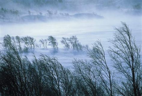 winds (poem) Windy Forest, Wind Poem, Blowin' In The Wind, Poets Of The Fall, Kids Homework, Relaxation Meditation, Beautiful Disaster, Six Month, Windy Day