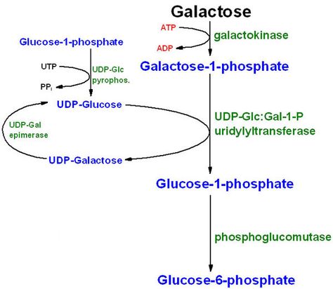 galactose -> G-1-P -> G-6-P ** Glycogen Metabolism, Medical Biochemistry, Pentose Phosphate Pathway, Carbohydrate Metabolism, Biochemistry Notes, Acetyl Coa, Krebs Cycle, Chemical Energy, Cellular Respiration