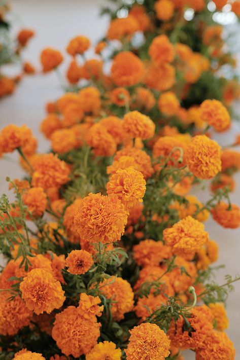 FORELAND — A I L I S H Ceremony Installation, Orange Marigold, Summer Orange, Boda Mexicana, Floral Design Studio, Desert Wedding, Nyc Wedding, Floral Display, Put Together