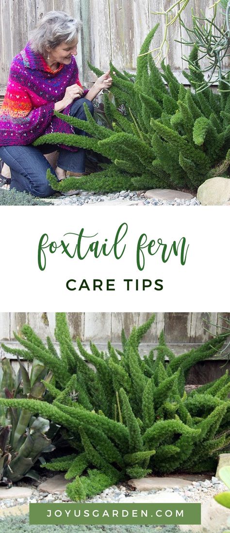 Foxtail Fern Care, Fern Care, Foxtail Fern, Hanging Ferns, Ferns Care, Types Of Ferns, Ferns Garden, Plant Care Houseplant, Asparagus Fern