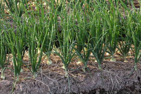 Growing winter onions is a smart way to plant onions for an early harvest, even in areas with cold and snowy winters. Learn how to overwinter onions. Plant Onions, Cold Weather Plants, Plant Bugs, Growing Onions, Desert Sunrise, Planting Onions, Overwintering, Green Tips, Seed Catalogs