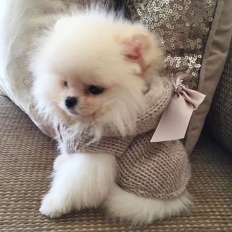 Teacup Pomeranian Puppy, Pomeranian Puppy For Sale, Cute Pomeranian, Cute Little Puppies, Blue Merle, Pomeranian Dog, Pomeranian Puppy, Cute Creatures, Baby Dogs