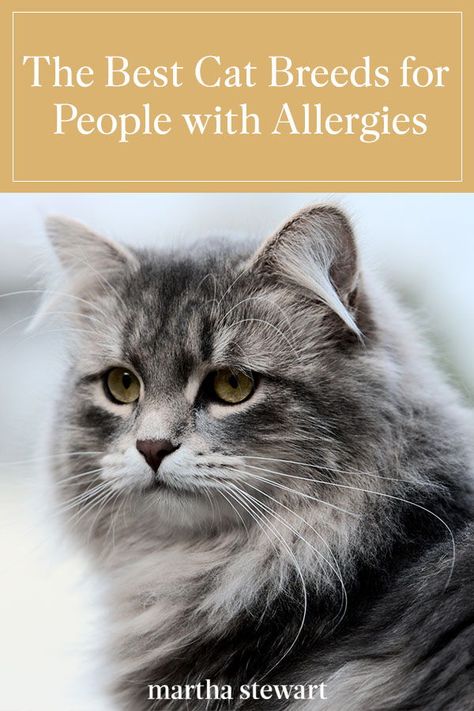 Hypoallergenic Cat Breeds, Cat Breeds Hypoallergenic, Best Cat Breeds, Cat Health Problems, Hypoallergenic Cats, Balinese Cat, Purring Cat, Cat Allergies, Cornish Rex