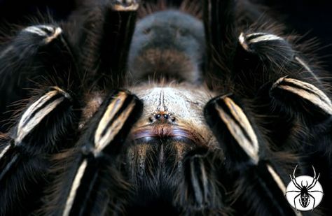 Skeleton Tarantula (Ephebopus murinus) Skeleton Tarantula, Mexican Tarantula, Mexican Black Kingsnake, Texas Brown Tarantula, Bird Eater Tarantula, Goliath Bird Eater Tarantula, Seal Point Siamese, Brazillian Black Tarantula, Spider Queen