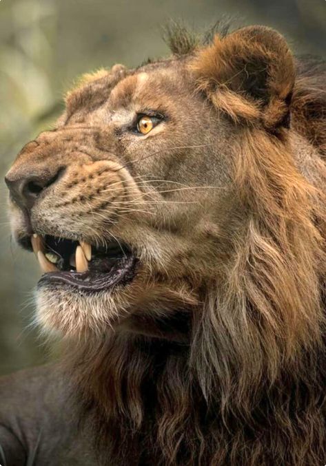 The warning: angry lion’s expression is notice to get out of town. Lion Snarl, Aesthetic Animals, Animal Anime, Lion Photography, Lions Photos, King Lion, Cat Allergies, Lion Wallpaper, My Muse