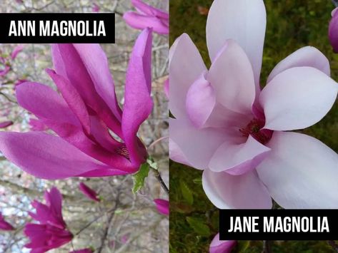 Ann Magnolia vs Jane Magnolia Tree: Who Blooms Better? – World of Garden Plants Types Of Magnolia Trees, Black Tulip Magnolia, Magnolia Tree Landscaping, Ann Magnolia, Trees With Flowers, Jane Magnolia Tree, Magnolia Shrub, Jane Magnolia, Backyard Hill Landscaping