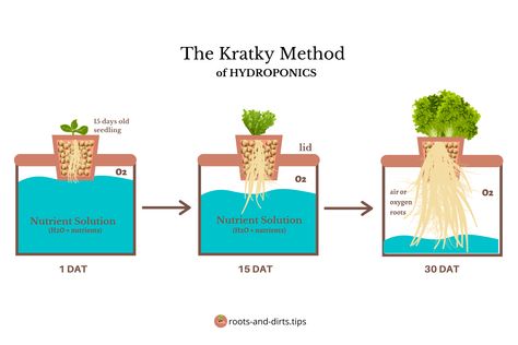 Kratky method illustration Kratky Method Hydroponics, Kratky Hydroponics Diy, Fruits Farming, Kratky Hydroponics, Kratky Method, Smart Farm, Promise Land, Cozy Garden, Sea Monkeys