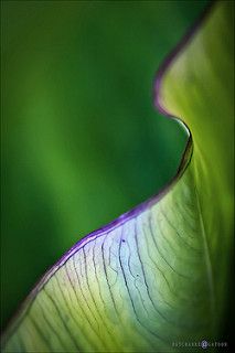 . Simple Green, Patterns In Nature, Color Textures, Macro Photography, Shades Of Purple, Amazing Nature, Nature Pictures, Green And Purple, Shades Of Green