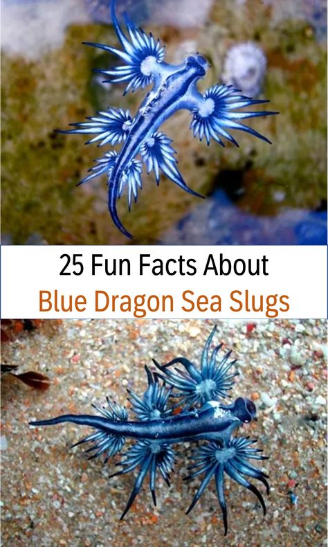 Over 25 amazing fun facts about Blue Dragon Sea Slugs, 25 fun facts about Blue Dragon Sea Slugs for kids, plus learn more about where they live, what they eat, what they do, and so much more! #funfacts #bluedragon #seaslugs Blue Dragon Nudibranch, Blue Dragon Slug, Sea Slug Art, Blue Dragon Sea Slug, Blue Sea Dragon, Dragon Design Ideas, Blue Sea Slug, Glaucus Atlanticus, Dragon Facts