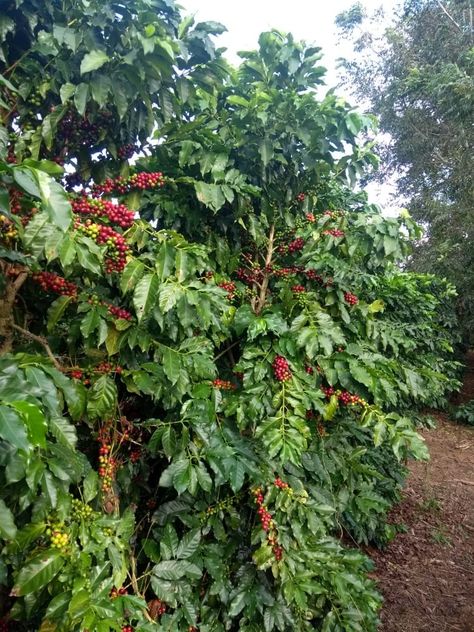 Coffee Farming, Farming Guide, Healthy Soil, Coffee Tree, Growing Strong, Improve Soil Quality, Ph Meter, Coffee Farm, Sun Water