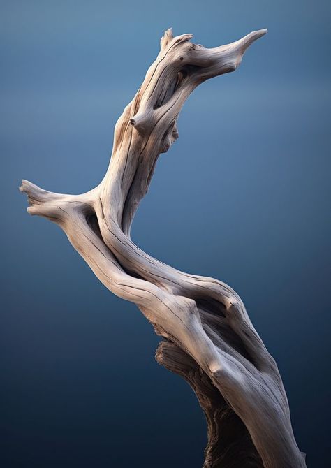 Drift wood driftwood reflection sculpture. AI generated Image by rawpixel. | free image by rawpixel.com / Boom Light Wood Aesthetic, Random Objects Photography, Reflection Sculpture, Driftwood Photography, Branches Photography, Adult Aesthetic, Accessories Drawing, Blue Moodboard, Air Image