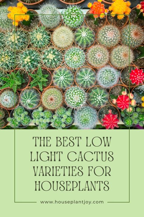 For cactus enthusiasts with less sunny spaces, fear not! 🌵😎 Some cacti thrive in lower light conditions, making them perfect for your home's dimmer corners. Explore low-light cactus varieties and bring desert charm to every nook! #CactusLove #LowLightCactus 🏡✨ Cactus Varieties, Indoor Cactus, Low Light, Low Lights, Nook, Cactus, Sun, Plants