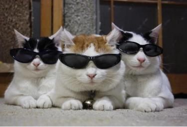 i smatr (fr fr ik its styeve harveh) Cats Wearing Sunglasses, Cat Wearing Glasses, Gatos Cool, Cat Glasses, Three Cats, Wearing Sunglasses, Here Kitty Kitty, Cat Aesthetic, Cat Wallpaper