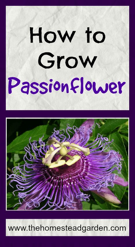 How to Grow Passionflower - Tattoo Plant, Homestead Gardens, Garden Vines, Climbing Vines, Passion Flower, Growing Herbs, Growing Food, Butterfly Garden, Growing Flowers