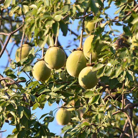 Gourdlike fruit of the baobab tree (Adansonia digitata). Baobab Tree Fruit, Moringa Tree, Barley Grass, Baobab Tree, Fruit Tree, Wheat Grass, Life Symbol, Deciduous Trees, Green Cleaning