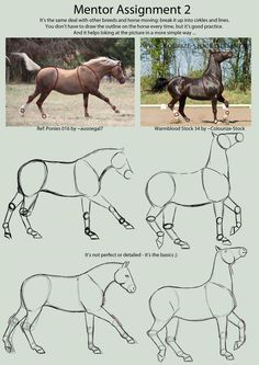 Horse Drawing Tutorial, Draw A Horse, Horse Art Drawing, Horse Sketch, Horse Anatomy, Horse Drawing, Horse Drawings, Equine Art, Art Tutorials Drawing