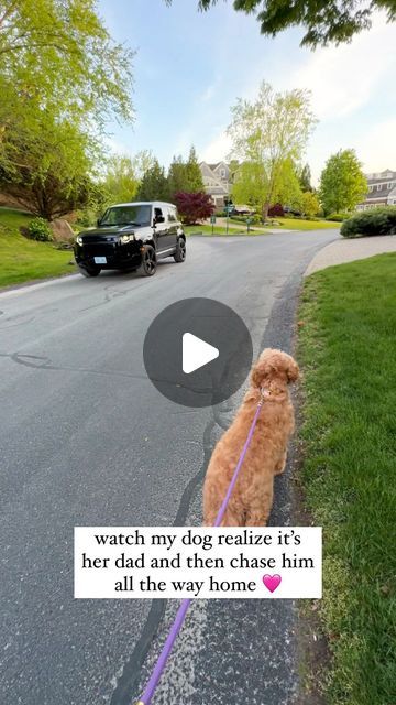 Hap Hap Happy Dog Video, Dog Love Video, Street Dogs Videos, Dog Voice Over Videos, Caroline Murphy, Happy Dog Song Video, Giant Poodle, Teddy Bear Dog, Animals Amazing