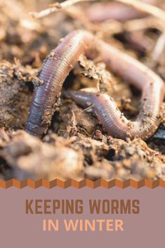 Earthworm Farming, Vermicomposting Worm Farm, Compost Worms, Composting Worms, Raising Worms, Worm Tower, Worm Farm Diy, Worm Tea, Worm Beds