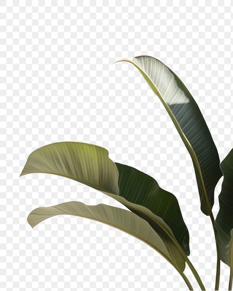 Backgrounds Nature, Window Shadow, Banana Palm, Leaf Wall, Wall Background, Banana Leaf, Tropical Flowers, Transparent Png, Free Png