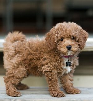 Hypoallergenic Dogs: A-Z List of 30 Family Dogs That Don’t Shed – All Things Dogs Dogs Hypoallergenic, Lap Dog Breeds, Hypoallergenic Dogs Small, Best Hypoallergenic Dogs, Family Dogs Breeds, Baby And Dog, Hypoallergenic Dog Breed, Biewer Yorkie, Allergic To Dogs