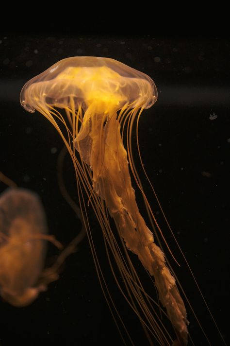 Download this photo by Elias Maurer on Unsplash Yellow Jellyfish, Dark Academia Color, Sea Life Wallpaper, Sea Jellyfish, Jellyfish Photo, Yellow Sea, Yellow Aesthetic, Download Free Images, Ocean Photography