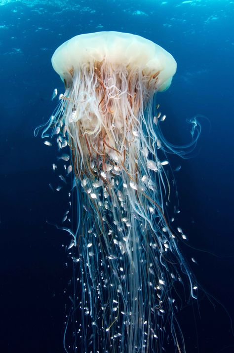 #marine #animals #medusa Creature Marine, Cnidaria, Fauna Marina, Blue Jellyfish, Water Animals, Underwater Creatures, Underwater Life, Water Life, Ocean Creatures