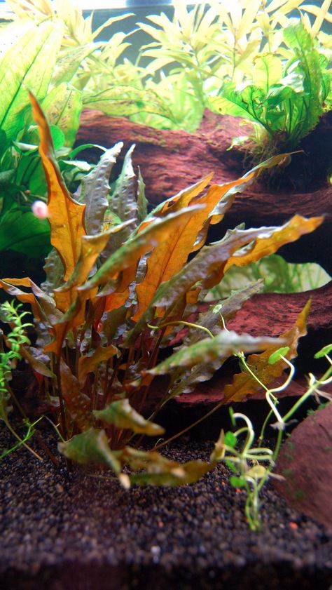 Cryptocoryne wendtii 'mi oya' | Flickr - Photo Sharing! Cryptocoryne Wendtii, Freshwater Aquarium Plants, Nano Aquarium, Live Aquarium Plants, Aquarium Ideas, Short Plants, Aquascape Aquarium, Fish Tank Plants, Aquarium Plants