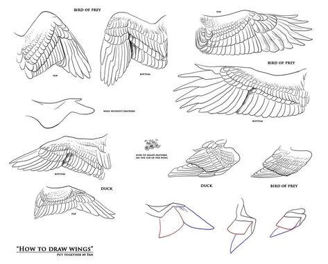 How To Draw Wings, Wing Anatomy, Draw Wings, Wings Sketch, Raven Wings, Owl Wings, Demon Wings, Wings Drawing, Bird Wings