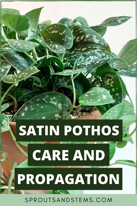 Scindapsus Pictus Argyraeus Care, Satin Pothos Propagation, Pothos Silver Satin, Exotica Pothos Plant, Decorating With Pothos Plants, Silver Splash Pothos, Silver Pothos Care, Silver Pothos Plant, Scindapsus Pictus Argyraeus