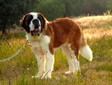 ¿Qué cuidados necesitan los perros de raza san bernardo? San Bernard, Chubby Puppies, St Bernards, Saint Bernards, St Bernard Puppy, Big Puppies, St Bernard Dogs, Bernard Dog, Animal Study