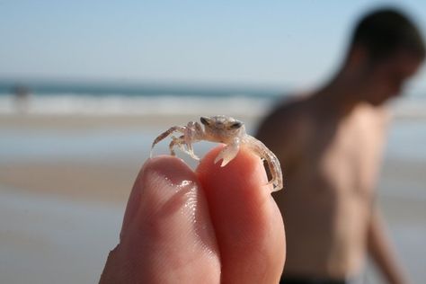 Baby Crab, Crab Stuffed Shrimp, Underwater Animals, Aquatic Animals, Crustaceans, Fluffy Animals, Cute Wild Animals, Anime Character Drawing, Animal Photo