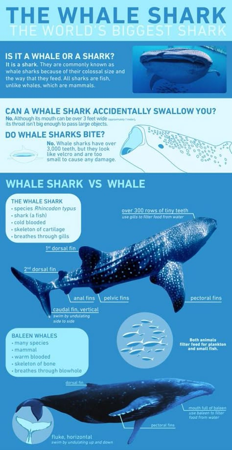 Whale Shark Facts, Shark Information, Animal Trivia, Oceanography Marine Biology, Whale Facts, Most Dangerous Animals, Fish In The Ocean, Shark Facts, Shark Pictures