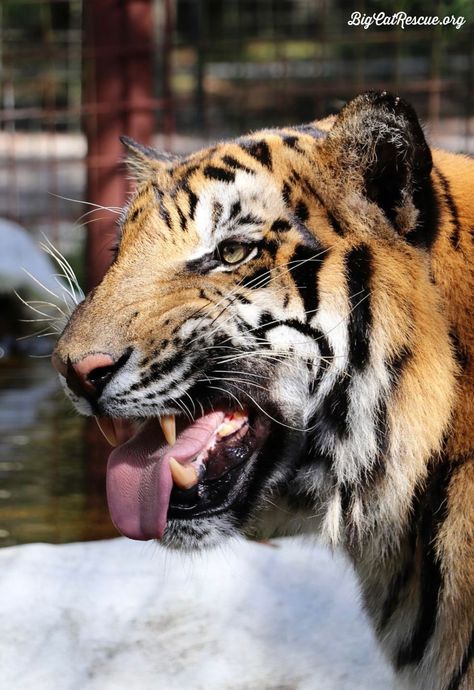 Good morning Big Cat Rescue Friends! ☀️ It’s gonna be a terrific Tongue Out Tuesday with Max tiger! #GoodMorning #BigCats #BigCatRescue #Rescue #TuesdayMorning #TongueOutTuesday #Cats #Tiger #CaroleBaskin Tongue Out Tuesday, Big Cat Rescue, Big Cat, Cat Rescue, Tampa Fl, Big Cats, Tigers, Tampa, Good Morning