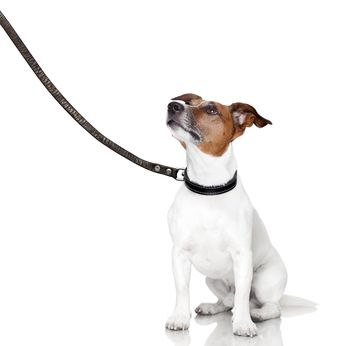 Learn how to train a dog using supervised tethering. Tethering is a great tool to teach your dog calm behavior and potty training skills. Police Dog Training, Dog Biting Training, Dog Clicker Training, House Training Puppies, Training Dogs, Easiest Dogs To Train, House Training Dogs, Calm Dogs, Best Dog Training