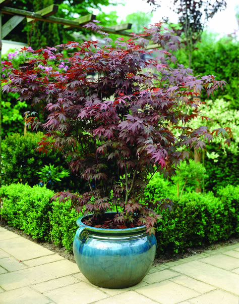 Small Japanese Maple Tree Landscape, Japanese Maple Tree Landscape, Maple Tree Landscape, Bloodgood Japanese Maple, Small Trees For Garden, Small Courtyard Gardens, Japanese Maples, Japanese Garden Design, Japanese Maple Tree