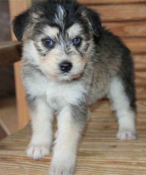 The Siberpoo is a designer breed created by mixing a Siberian Husky with a Poodle. Husky Doodle, Husky Poodle Mix, Husky Mix Breeds, Husky Poodle, Pitbull Husky, Mixed Dog Breeds, Poodle Mix Puppies, Malamute Husky, Siberian Husky Mix