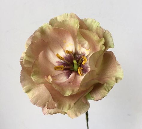 FLOWER Lisianthus Light Brown Lisianthus, Lisianthus Bohemian Mocha, Roseanne Brown Lisianthus, Antique Peach Lisianthus, Rosanne Brown Lisianthus, Brown Lisianthus, Long Stem Flowers, Flower Guide, May Weddings