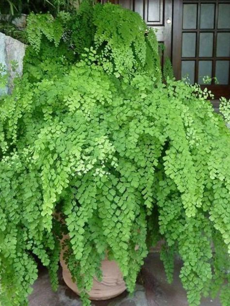 Low Light Indoor Plants, Maidenhair Fern, Ferns Garden, Patio Garden Design, Fern Plant, Houseplants Indoor, House Plants Indoor, Shade Plants, Small Gardens