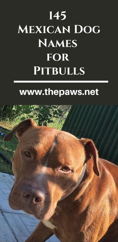 Here are the 145 Mexican Dog Names for Pitbulls #pitbulls #pitbull #pibullnames #dognames #dogs #mexicandognames #pets Boy Pitbull Names, Names For Pitbulls, Male Pitbull Names, Female Pitbull Names, Pitbull Puppy Names, Red Nose Pitbull Puppies, Pitbull Dog Names, Merle Pitbull, Mexican Names