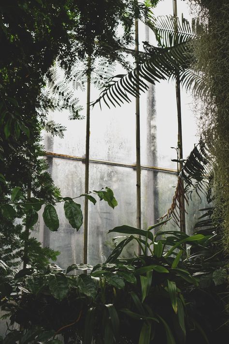 green leaf plants inside greenhouse photo – Free Arboretum place Image on Unsplash Inside Greenhouse, Greenhouse Pictures, Green Academia, Dome Greenhouse, Creative Commons Images, Greenhouse Plants, Dark Green Aesthetic, Tree Images, Plant Aesthetic