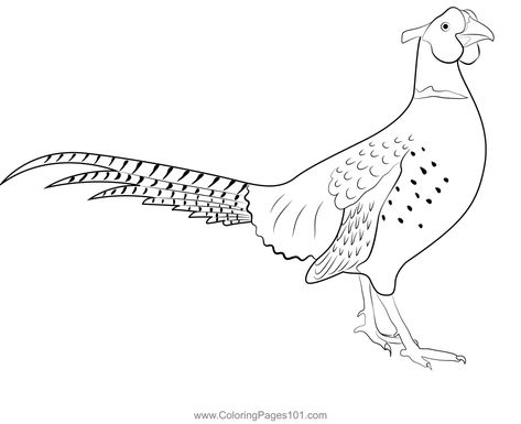 Stand Ring Necked Pheasant Coloring Page Pheasant Drawing, Wildlife Drawing, Etching Tattoo, Ring Necked Pheasant, Theme Cookies, Painting Birds, Pheasant Hunting, Bird Coloring Pages, Hardanger Embroidery