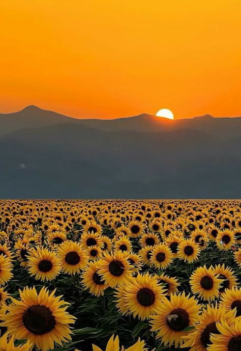 Live Backgrounds, Best Nature Wallpapers, Daisy Wallpaper, Sunflower Pictures, Sunflower Wallpaper, Sunflower Painting, Beautiful Flowers Wallpapers, Beautiful Locations Nature, Beautiful Landscape Wallpaper