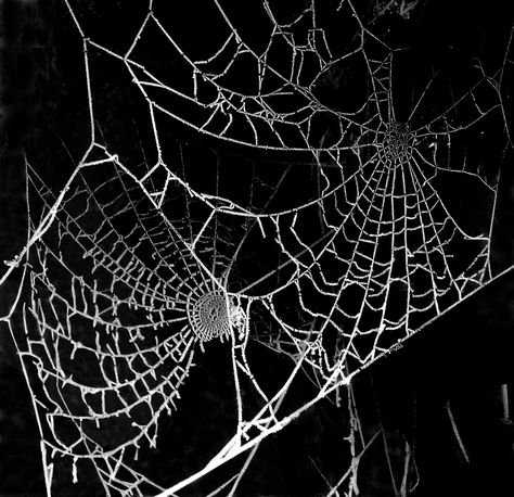 Black And White Spider, Spiders Web, Watch Wallpaper, Foto Ideas Instagram, Black And White Aesthetic, Phone Icon, Phone Themes, White Aesthetic, Spiders