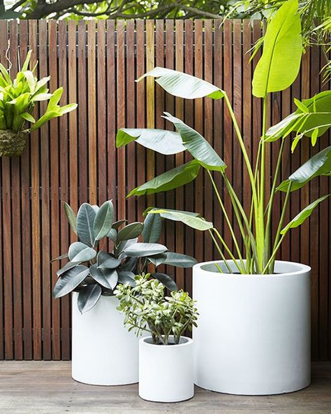 HARRISONS on Instagram: “Beautiful poolside white pot cluster contrasting nicely against the Spotted Gum hardwood screen. . . . #landscapedesign…” Pot Cluster, Potted Plants Patio, Pool Plants, نباتات منزلية, Courtyard Gardens Design, Potted Plants Outdoor, White Pot, Outdoor Pots, Back Garden